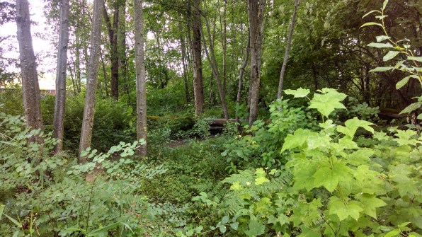 Pics from Camera 2-8-2015 127