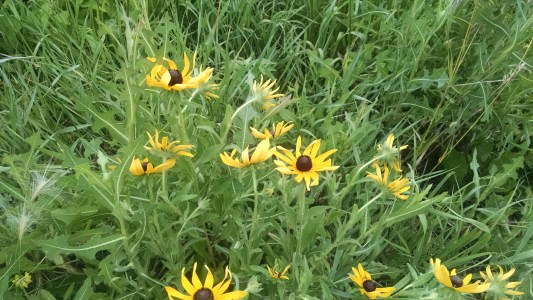 IMG_20160707_115350838